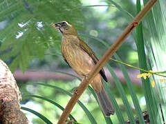 Lesser Antillean Saltator