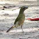 Saltator gros-bec