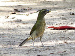 Lesser Antillean Saltator