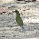 Saltator gros-bec