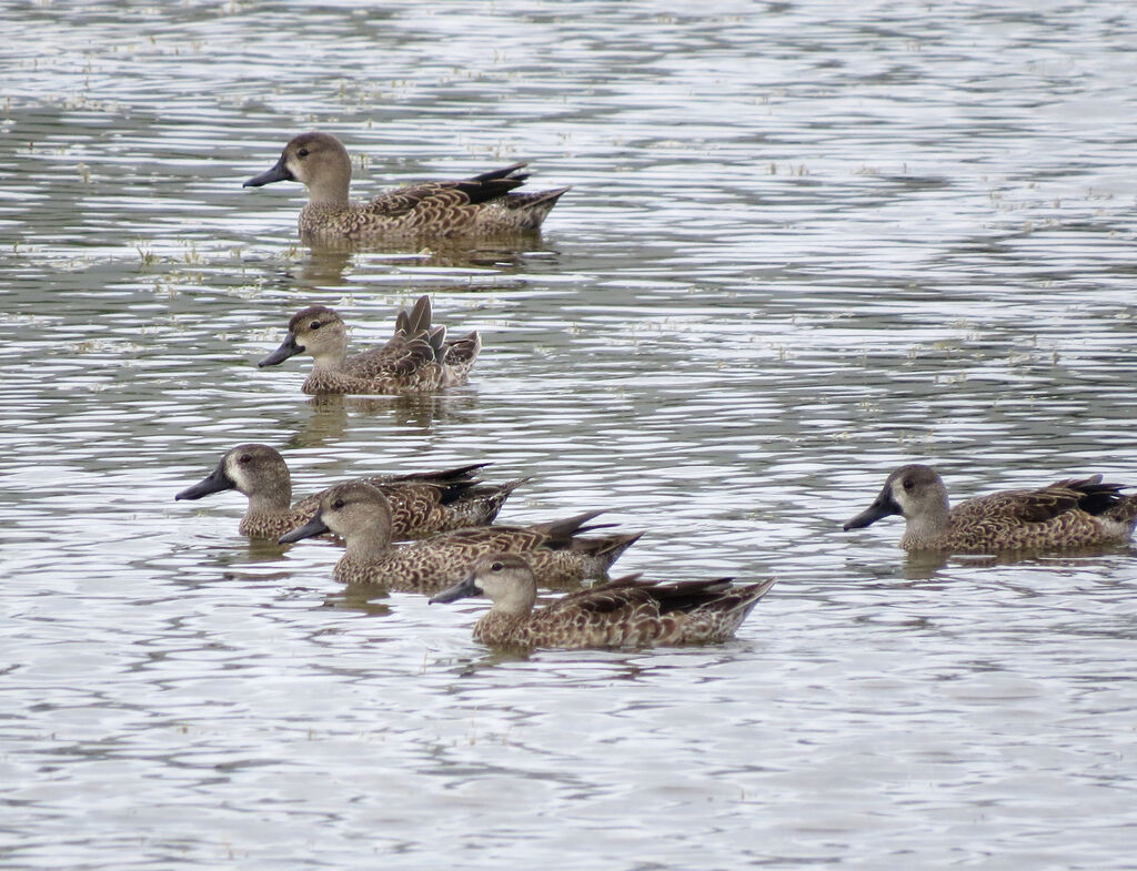 Blue-winged Teal