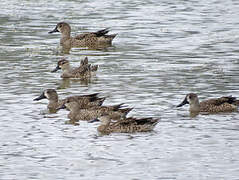 Blue-winged Teal