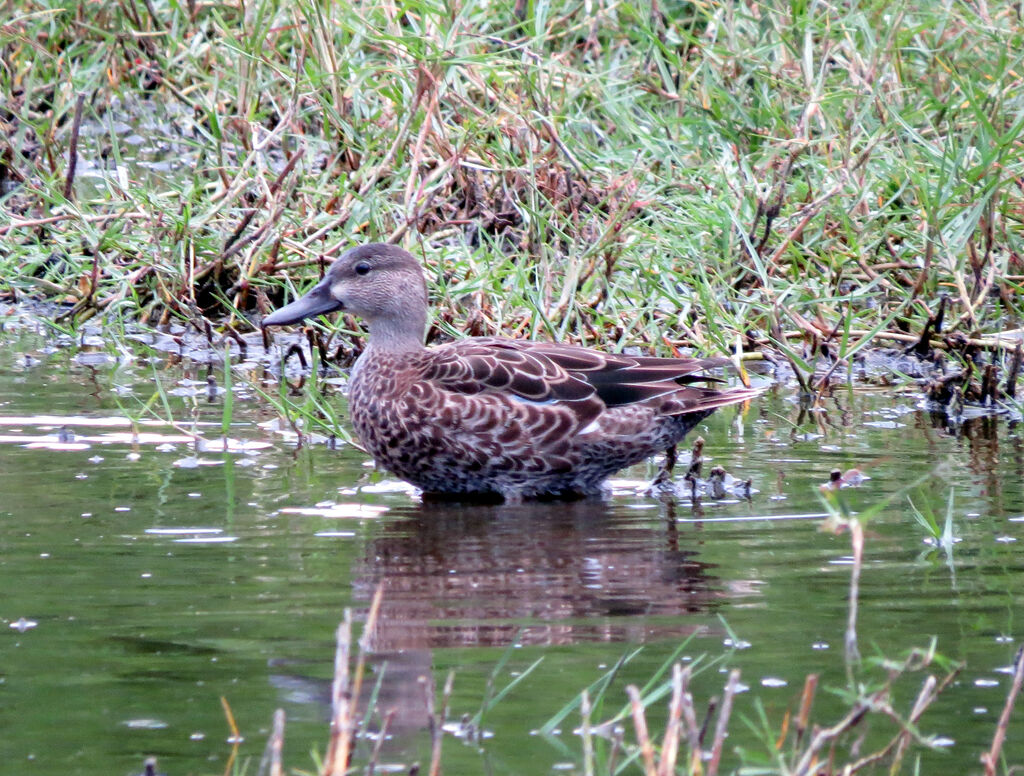 Sarcelle à ailes bleues