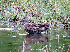 Blue-winged Teal