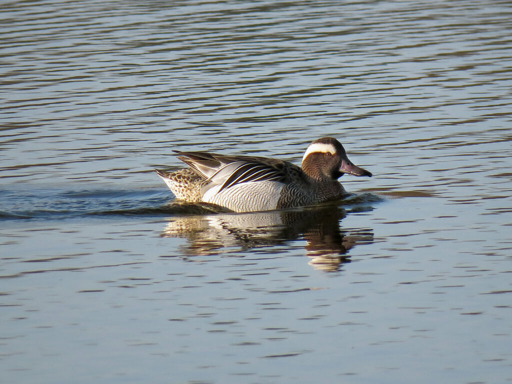 Garganey