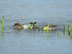 Garganey