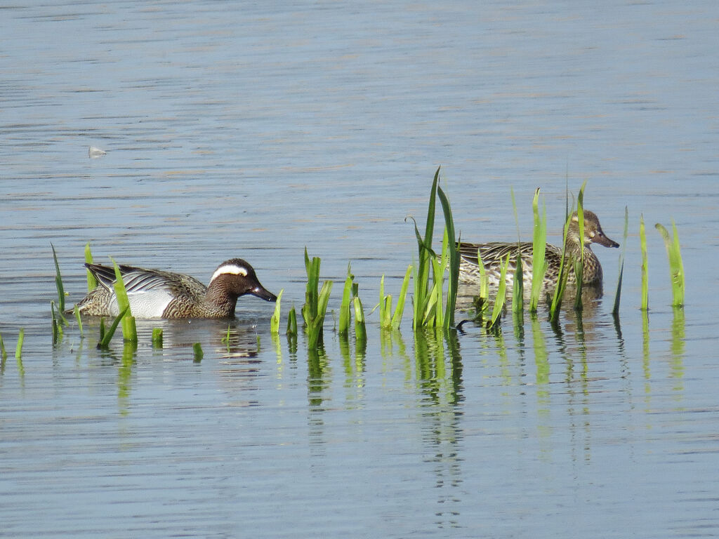 Garganey