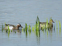 Garganey