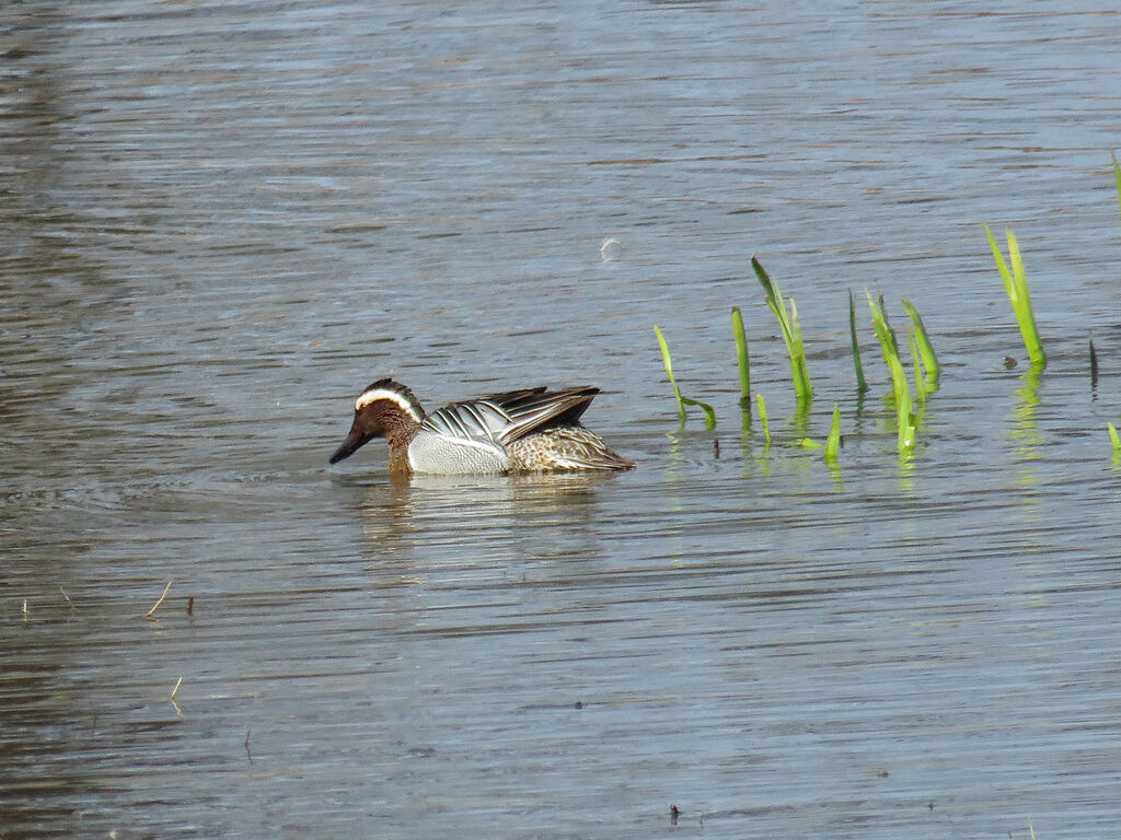 Sarcelle d'été