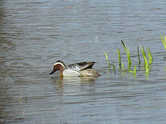 Garganey