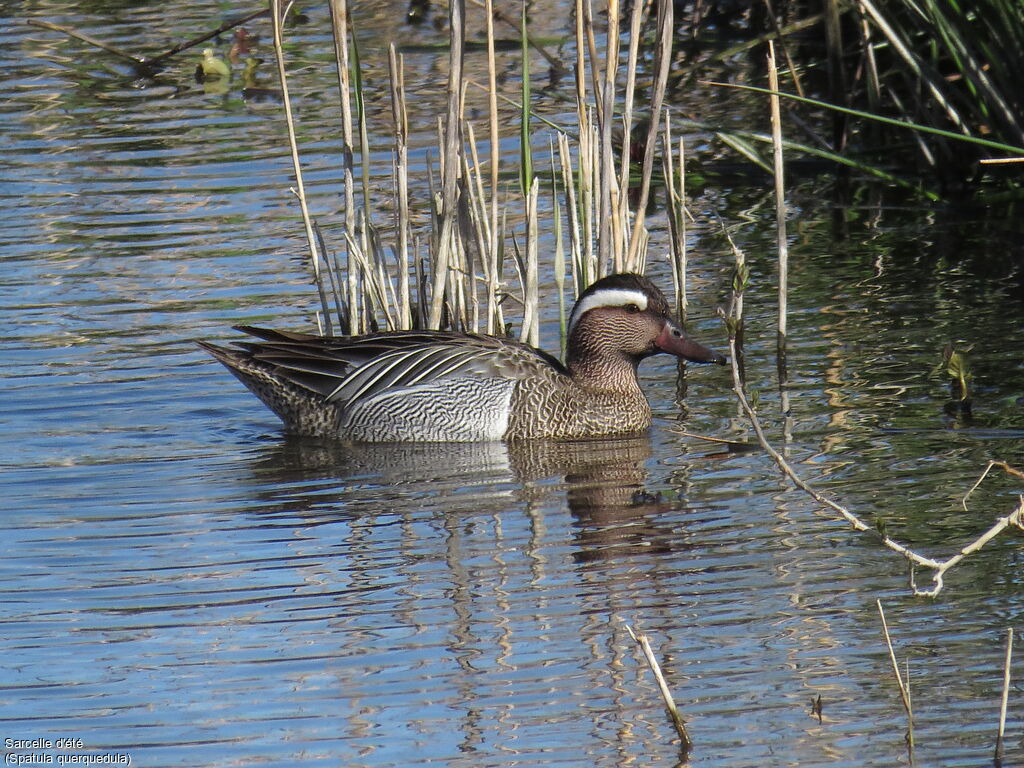 Garganey