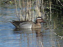 Garganey