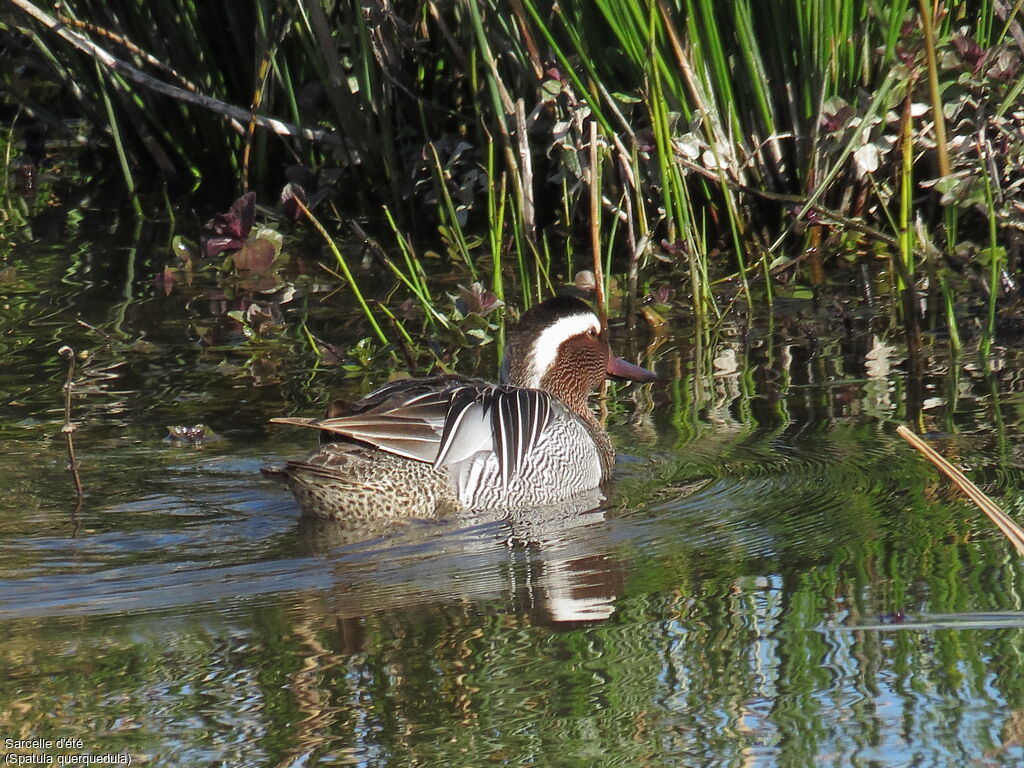 Garganey