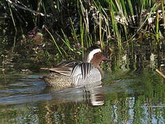 Sarcelle d'été