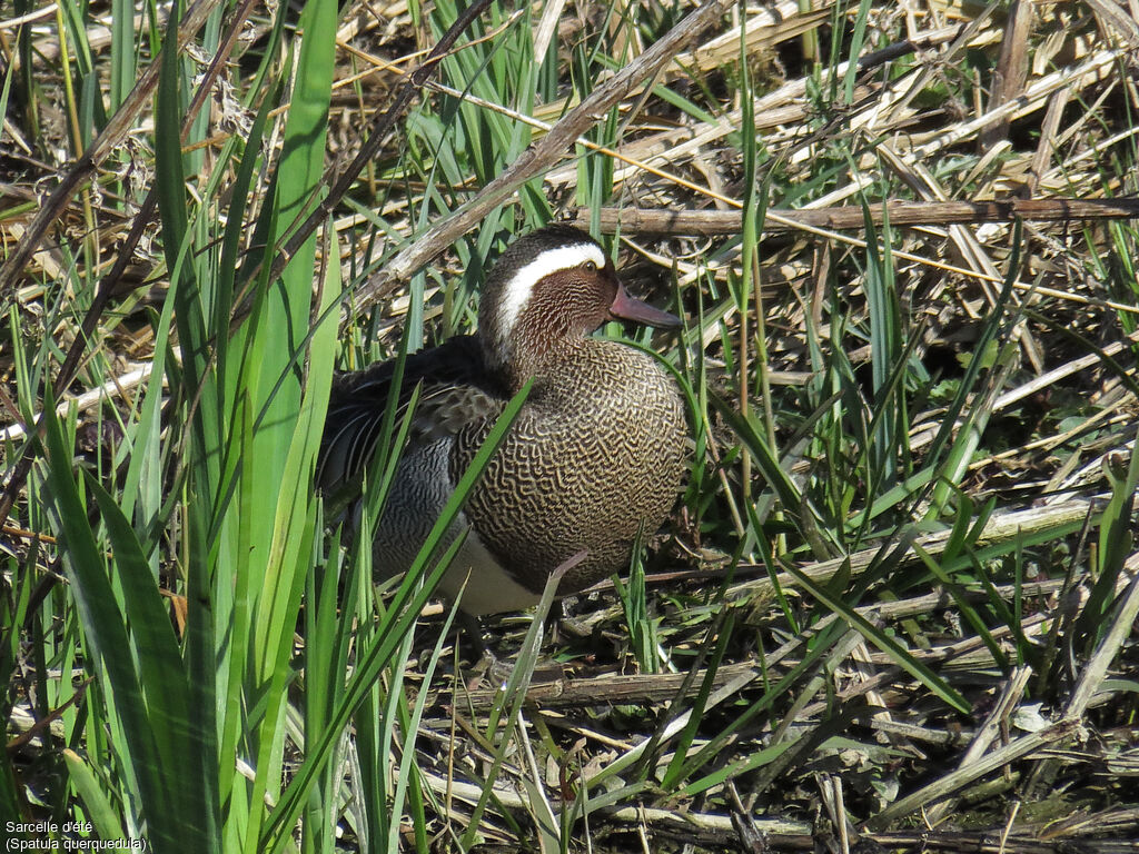 Sarcelle d'été