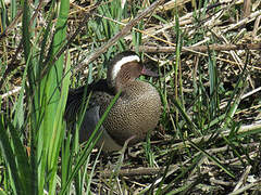 Garganey