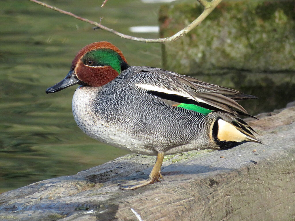 Eurasian Teal