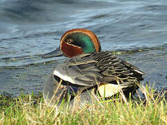 Eurasian Teal