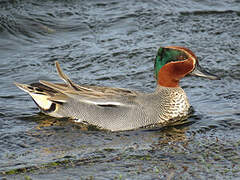 Eurasian Teal