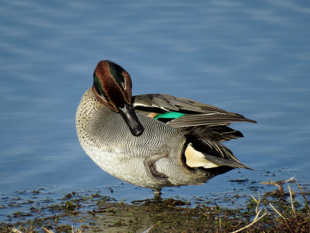 Eurasian Teal male