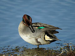 Eurasian Teal