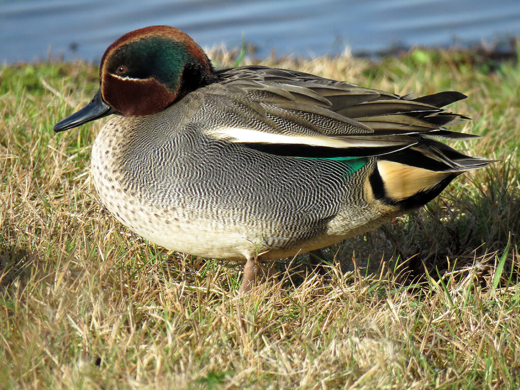 Eurasian Teal male