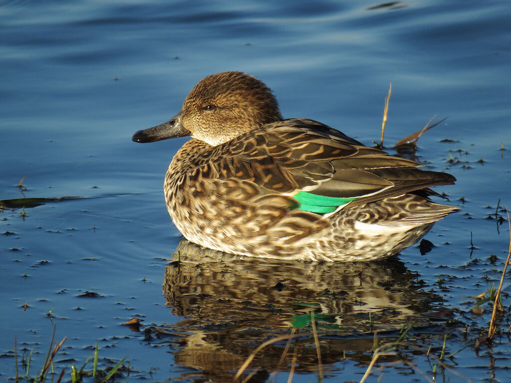 Eurasian Teal female