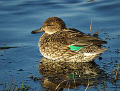 Eurasian Teal