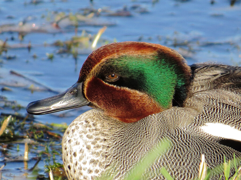 Eurasian Teal male, close-up portrait