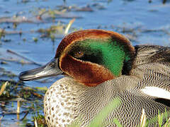 Eurasian Teal