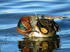 Eurasian Teal