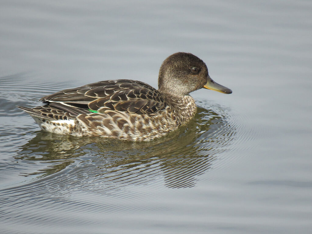 Eurasian Teal female