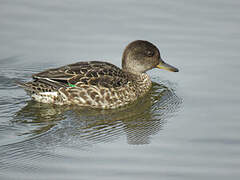 Eurasian Teal