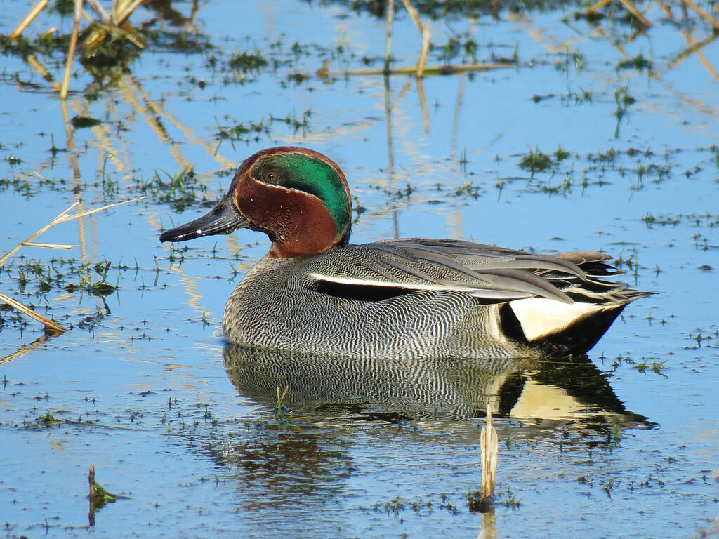 Eurasian Teal male