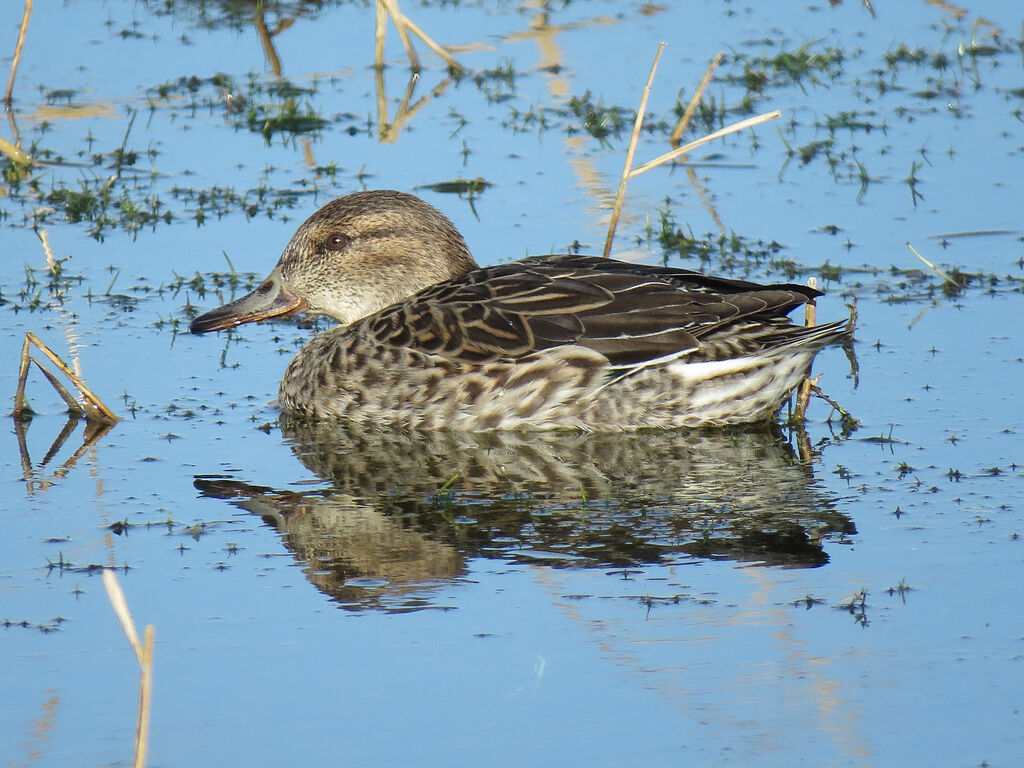 Eurasian Teal female