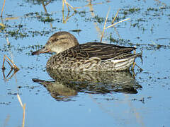 Eurasian Teal