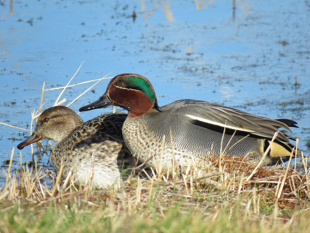 Eurasian Tealadult