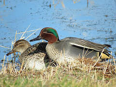 Eurasian Teal