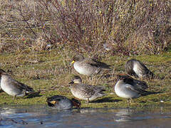 Yellow-billed Teal