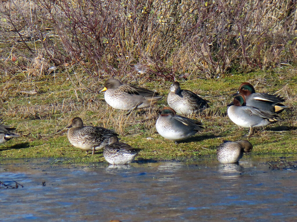 Yellow-billed Teal