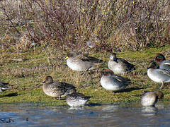 Yellow-billed Teal