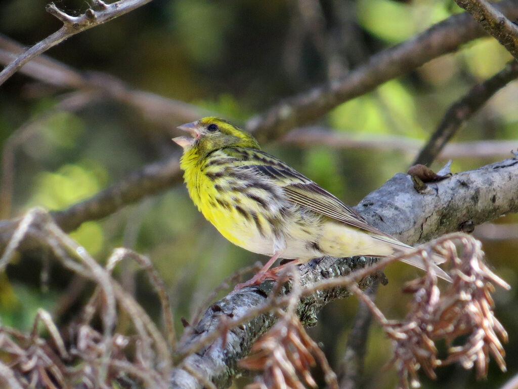 Serin cini