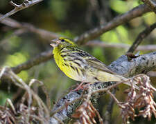 European Serin