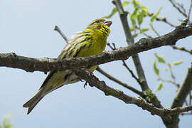 European Serin