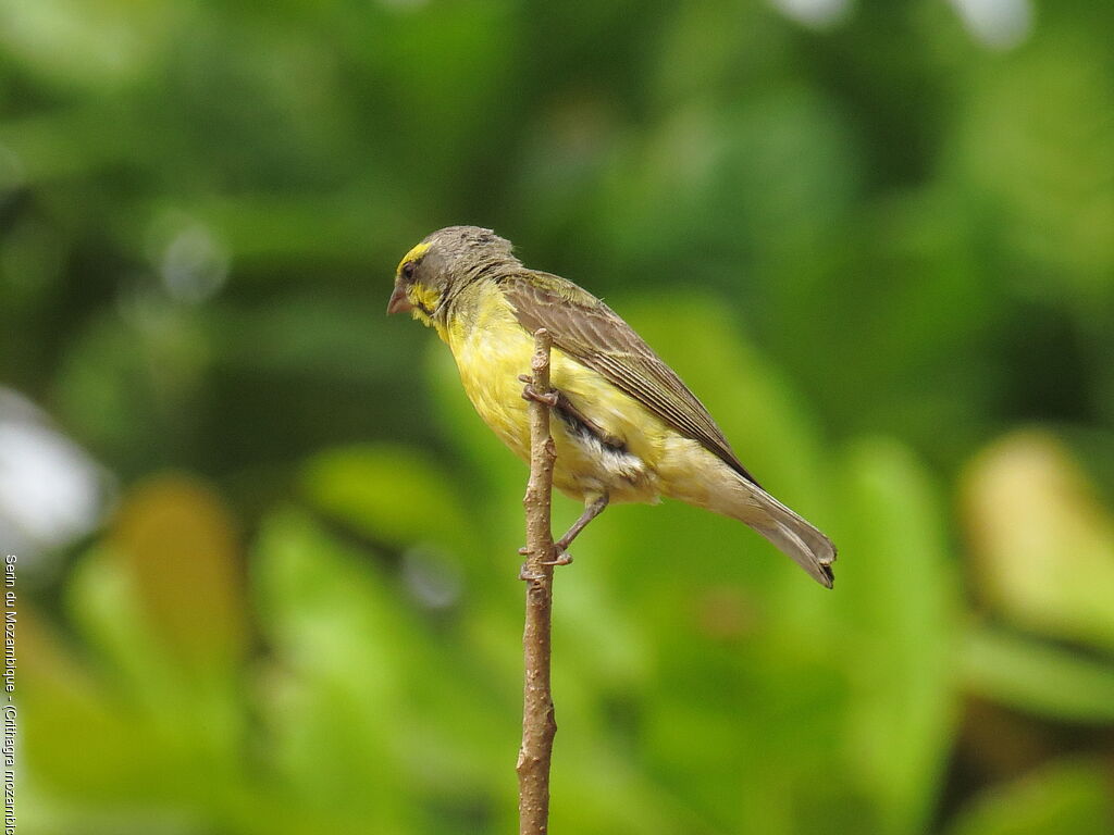 Yellow-fronted Canary