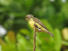 Yellow-fronted Canary