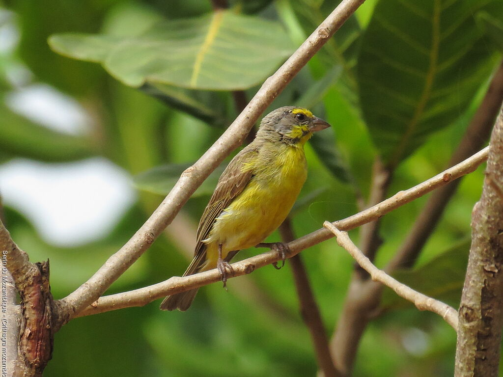 Serin du Mozambique