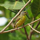 Serin du Mozambique