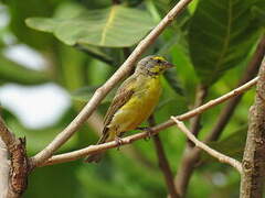 Yellow-fronted Canary