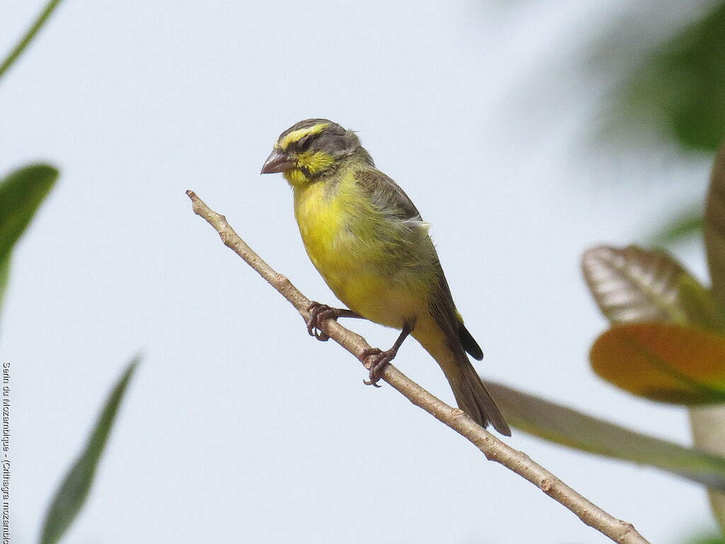 Yellow-fronted Canary